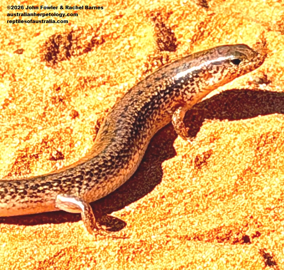 Northern Bar-lipped Skink (Eremiuscincus isolepis) photographed in Broome,WA